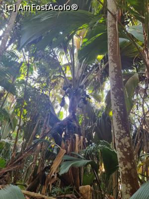 [P22] Coco del Mai » foto by robert
 - 
<span class="allrVoted glyphicon glyphicon-heart hidden" id="av1365561"></span>
<a class="m-l-10 hidden" id="sv1365561" onclick="voting_Foto_DelVot(,1365561,21412)" role="button">șterge vot <span class="glyphicon glyphicon-remove"></span></a>
<a id="v91365561" class=" c-red"  onclick="voting_Foto_SetVot(1365561)" role="button"><span class="glyphicon glyphicon-heart-empty"></span> <b>LIKE</b> = Votează poza</a> <img class="hidden"  id="f1365561W9" src="/imagini/loader.gif" border="0" /><span class="AjErrMes hidden" id="e1365561ErM"></span>