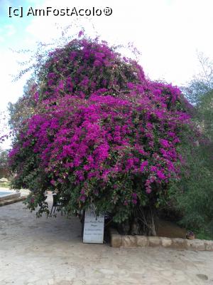 [P03] Famagusta » foto by eklor
 - 
<span class="allrVoted glyphicon glyphicon-heart hidden" id="av945815"></span>
<a class="m-l-10 hidden" id="sv945815" onclick="voting_Foto_DelVot(,945815,21413)" role="button">șterge vot <span class="glyphicon glyphicon-remove"></span></a>
<a id="v9945815" class=" c-red"  onclick="voting_Foto_SetVot(945815)" role="button"><span class="glyphicon glyphicon-heart-empty"></span> <b>LIKE</b> = Votează poza</a> <img class="hidden"  id="f945815W9" src="/imagini/loader.gif" border="0" /><span class="AjErrMes hidden" id="e945815ErM"></span>