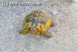 [P60] Broascâ cu sâmaru ditu Pindu.  » foto by Vlahos2003
 - 
<span class="allrVoted glyphicon glyphicon-heart hidden" id="av713634"></span>
<a class="m-l-10 hidden" id="sv713634" onclick="voting_Foto_DelVot(,713634,21484)" role="button">șterge vot <span class="glyphicon glyphicon-remove"></span></a>
<a id="v9713634" class=" c-red"  onclick="voting_Foto_SetVot(713634)" role="button"><span class="glyphicon glyphicon-heart-empty"></span> <b>LIKE</b> = Votează poza</a> <img class="hidden"  id="f713634W9" src="/imagini/loader.gif" border="0" /><span class="AjErrMes hidden" id="e713634ErM"></span>