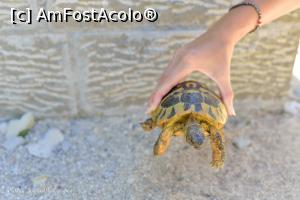 [P61] Broascâ cu sâmaru ditu Pindu.  » foto by Vlahos2003
 - 
<span class="allrVoted glyphicon glyphicon-heart hidden" id="av713635"></span>
<a class="m-l-10 hidden" id="sv713635" onclick="voting_Foto_DelVot(,713635,21484)" role="button">șterge vot <span class="glyphicon glyphicon-remove"></span></a>
<a id="v9713635" class=" c-red"  onclick="voting_Foto_SetVot(713635)" role="button"><span class="glyphicon glyphicon-heart-empty"></span> <b>LIKE</b> = Votează poza</a> <img class="hidden"  id="f713635W9" src="/imagini/loader.gif" border="0" /><span class="AjErrMes hidden" id="e713635ErM"></span>