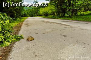 [P62] Broascâ cu sâmaru ditu Pindu.  » foto by Vlahos2003
 - 
<span class="allrVoted glyphicon glyphicon-heart hidden" id="av713636"></span>
<a class="m-l-10 hidden" id="sv713636" onclick="voting_Foto_DelVot(,713636,21484)" role="button">șterge vot <span class="glyphicon glyphicon-remove"></span></a>
<a id="v9713636" class=" c-red"  onclick="voting_Foto_SetVot(713636)" role="button"><span class="glyphicon glyphicon-heart-empty"></span> <b>LIKE</b> = Votează poza</a> <img class="hidden"  id="f713636W9" src="/imagini/loader.gif" border="0" /><span class="AjErrMes hidden" id="e713636ErM"></span>