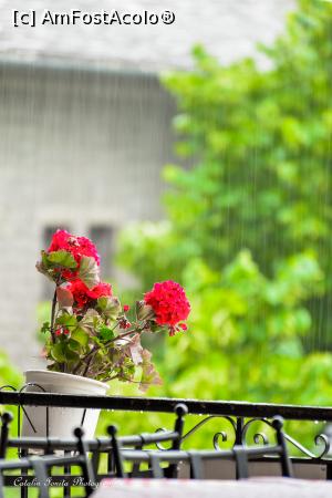 [P98] Stand la taverna si asteptand sa se opreasca ploaia, brusc am realizat cat de frumoase sunt muscatele in ploaie.  » foto by Vlahos2003
 - 
<span class="allrVoted glyphicon glyphicon-heart hidden" id="av713672"></span>
<a class="m-l-10 hidden" id="sv713672" onclick="voting_Foto_DelVot(,713672,21484)" role="button">șterge vot <span class="glyphicon glyphicon-remove"></span></a>
<a id="v9713672" class=" c-red"  onclick="voting_Foto_SetVot(713672)" role="button"><span class="glyphicon glyphicon-heart-empty"></span> <b>LIKE</b> = Votează poza</a> <img class="hidden"  id="f713672W9" src="/imagini/loader.gif" border="0" /><span class="AjErrMes hidden" id="e713672ErM"></span>