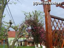 [P20] Tg. Mures - infloresc pomii la Tg. Mures » foto by biancuta
 - 
<span class="allrVoted glyphicon glyphicon-heart hidden" id="av68329"></span>
<a class="m-l-10 hidden" id="sv68329" onclick="voting_Foto_DelVot(,68329,21521)" role="button">șterge vot <span class="glyphicon glyphicon-remove"></span></a>
<a id="v968329" class=" c-red"  onclick="voting_Foto_SetVot(68329)" role="button"><span class="glyphicon glyphicon-heart-empty"></span> <b>LIKE</b> = Votează poza</a> <img class="hidden"  id="f68329W9" src="/imagini/loader.gif" border="0" /><span class="AjErrMes hidden" id="e68329ErM"></span>