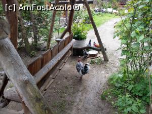 [P12] Prin curtea morii, păsările se plimbă liber. » foto by maryka
 - 
<span class="allrVoted glyphicon glyphicon-heart hidden" id="av1226031"></span>
<a class="m-l-10 hidden" id="sv1226031" onclick="voting_Foto_DelVot(,1226031,21522)" role="button">șterge vot <span class="glyphicon glyphicon-remove"></span></a>
<a id="v91226031" class=" c-red"  onclick="voting_Foto_SetVot(1226031)" role="button"><span class="glyphicon glyphicon-heart-empty"></span> <b>LIKE</b> = Votează poza</a> <img class="hidden"  id="f1226031W9" src="/imagini/loader.gif" border="0" /><span class="AjErrMes hidden" id="e1226031ErM"></span>