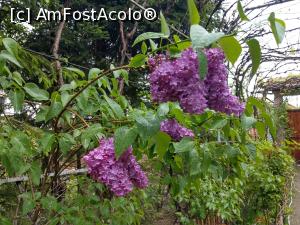 [P42] Liliacul, o &icirc;nc&acirc;ntare... » foto by maryka
 - 
<span class="allrVoted glyphicon glyphicon-heart hidden" id="av1226062"></span>
<a class="m-l-10 hidden" id="sv1226062" onclick="voting_Foto_DelVot(,1226062,21522)" role="button">șterge vot <span class="glyphicon glyphicon-remove"></span></a>
<a id="v91226062" class=" c-red"  onclick="voting_Foto_SetVot(1226062)" role="button"><span class="glyphicon glyphicon-heart-empty"></span> <b>LIKE</b> = Votează poza</a> <img class="hidden"  id="f1226062W9" src="/imagini/loader.gif" border="0" /><span class="AjErrMes hidden" id="e1226062ErM"></span>