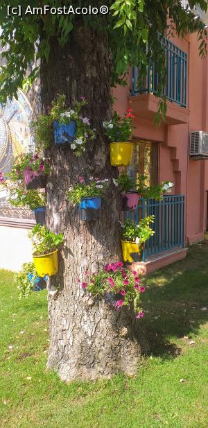 [P26] Aranjament de flori pe copac. » foto by VasiuM
 - 
<span class="allrVoted glyphicon glyphicon-heart hidden" id="av1189881"></span>
<a class="m-l-10 hidden" id="sv1189881" onclick="voting_Foto_DelVot(,1189881,21529)" role="button">șterge vot <span class="glyphicon glyphicon-remove"></span></a>
<a id="v91189881" class=" c-red"  onclick="voting_Foto_SetVot(1189881)" role="button"><span class="glyphicon glyphicon-heart-empty"></span> <b>LIKE</b> = Votează poza</a> <img class="hidden"  id="f1189881W9" src="/imagini/loader.gif" border="0" /><span class="AjErrMes hidden" id="e1189881ErM"></span>