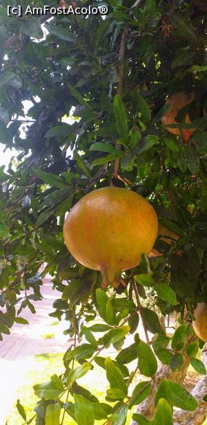 [P31] Rodii.. inca ne-coapte. » foto by VasiuM
 - 
<span class="allrVoted glyphicon glyphicon-heart hidden" id="av1189886"></span>
<a class="m-l-10 hidden" id="sv1189886" onclick="voting_Foto_DelVot(,1189886,21529)" role="button">șterge vot <span class="glyphicon glyphicon-remove"></span></a>
<a id="v91189886" class=" c-red"  onclick="voting_Foto_SetVot(1189886)" role="button"><span class="glyphicon glyphicon-heart-empty"></span> <b>LIKE</b> = Votează poza</a> <img class="hidden"  id="f1189886W9" src="/imagini/loader.gif" border="0" /><span class="AjErrMes hidden" id="e1189886ErM"></span>