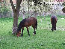 [P08] niste cai pasc linistiti iarba proaspata » foto by Half_Evil
 - 
<span class="allrVoted glyphicon glyphicon-heart hidden" id="av69159"></span>
<a class="m-l-10 hidden" id="sv69159" onclick="voting_Foto_DelVot(,69159,21553)" role="button">șterge vot <span class="glyphicon glyphicon-remove"></span></a>
<a id="v969159" class=" c-red"  onclick="voting_Foto_SetVot(69159)" role="button"><span class="glyphicon glyphicon-heart-empty"></span> <b>LIKE</b> = Votează poza</a> <img class="hidden"  id="f69159W9" src="/imagini/loader.gif" border="0" /><span class="AjErrMes hidden" id="e69159ErM"></span>