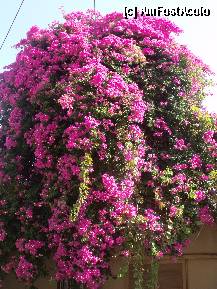 [P01] O imensa Bougainvillea in satul Fodele. » foto by argemi*
 - 
<span class="allrVoted glyphicon glyphicon-heart hidden" id="av268582"></span>
<a class="m-l-10 hidden" id="sv268582" onclick="voting_Foto_DelVot(,268582,21557)" role="button">șterge vot <span class="glyphicon glyphicon-remove"></span></a>
<a id="v9268582" class=" c-red"  onclick="voting_Foto_SetVot(268582)" role="button"><span class="glyphicon glyphicon-heart-empty"></span> <b>LIKE</b> = Votează poza</a> <img class="hidden"  id="f268582W9" src="/imagini/loader.gif" border="0" /><span class="AjErrMes hidden" id="e268582ErM"></span>