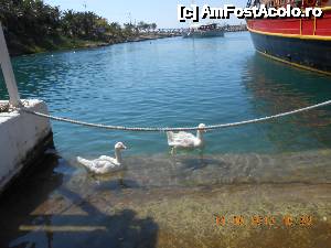 [P11] Și în portul di Sissi gâștele sunt prezente și chiar agresive.  » foto by Rodel
 - 
<span class="allrVoted glyphicon glyphicon-heart hidden" id="av500811"></span>
<a class="m-l-10 hidden" id="sv500811" onclick="voting_Foto_DelVot(,500811,21568)" role="button">șterge vot <span class="glyphicon glyphicon-remove"></span></a>
<a id="v9500811" class=" c-red"  onclick="voting_Foto_SetVot(500811)" role="button"><span class="glyphicon glyphicon-heart-empty"></span> <b>LIKE</b> = Votează poza</a> <img class="hidden"  id="f500811W9" src="/imagini/loader.gif" border="0" /><span class="AjErrMes hidden" id="e500811ErM"></span>