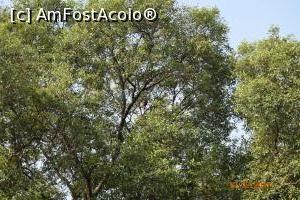 [P05] arborele plin de vulturi » foto by robert
 - 
<span class="allrVoted glyphicon glyphicon-heart hidden" id="av837482"></span>
<a class="m-l-10 hidden" id="sv837482" onclick="voting_Foto_DelVot(,837482,21572)" role="button">șterge vot <span class="glyphicon glyphicon-remove"></span></a>
<a id="v9837482" class=" c-red"  onclick="voting_Foto_SetVot(837482)" role="button"><span class="glyphicon glyphicon-heart-empty"></span> <b>LIKE</b> = Votează poza</a> <img class="hidden"  id="f837482W9" src="/imagini/loader.gif" border="0" /><span class="AjErrMes hidden" id="e837482ErM"></span>