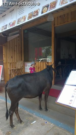 [P05] La masă! Văcuțele simpatice le întâlnești peste tot!  » foto by nikinik
 - 
<span class="allrVoted glyphicon glyphicon-heart hidden" id="av943087"></span>
<a class="m-l-10 hidden" id="sv943087" onclick="voting_Foto_DelVot(,943087,21572)" role="button">șterge vot <span class="glyphicon glyphicon-remove"></span></a>
<a id="v9943087" class=" c-red"  onclick="voting_Foto_SetVot(943087)" role="button"><span class="glyphicon glyphicon-heart-empty"></span> <b>LIKE</b> = Votează poza</a> <img class="hidden"  id="f943087W9" src="/imagini/loader.gif" border="0" /><span class="AjErrMes hidden" id="e943087ErM"></span>