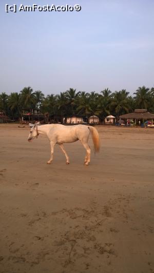 [P07] Agonda Beach, situată la 10 km distanță de Palolem Beach! Este un loc mai liniștit unde deconectarea este totală, cu greu prinzi semnalul la mobil!  » foto by nikinik
 - 
<span class="allrVoted glyphicon glyphicon-heart hidden" id="av943089"></span>
<a class="m-l-10 hidden" id="sv943089" onclick="voting_Foto_DelVot(,943089,21572)" role="button">șterge vot <span class="glyphicon glyphicon-remove"></span></a>
<a id="v9943089" class=" c-red"  onclick="voting_Foto_SetVot(943089)" role="button"><span class="glyphicon glyphicon-heart-empty"></span> <b>LIKE</b> = Votează poza</a> <img class="hidden"  id="f943089W9" src="/imagini/loader.gif" border="0" /><span class="AjErrMes hidden" id="e943089ErM"></span>