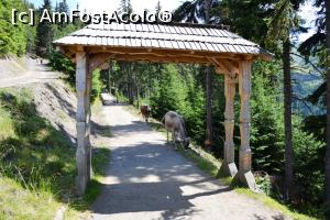 [P09] Cărarea (sau cărarea autostradă) spre cascada Cailor » foto by AZE
 - 
<span class="allrVoted glyphicon glyphicon-heart hidden" id="av1326299"></span>
<a class="m-l-10 hidden" id="sv1326299" onclick="voting_Foto_DelVot(,1326299,21579)" role="button">șterge vot <span class="glyphicon glyphicon-remove"></span></a>
<a id="v91326299" class=" c-red"  onclick="voting_Foto_SetVot(1326299)" role="button"><span class="glyphicon glyphicon-heart-empty"></span> <b>LIKE</b> = Votează poza</a> <img class="hidden"  id="f1326299W9" src="/imagini/loader.gif" border="0" /><span class="AjErrMes hidden" id="e1326299ErM"></span>