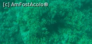 [P28] Corali în Marea Roșie.  » foto by Aurici
 - 
<span class="allrVoted glyphicon glyphicon-heart hidden" id="av1155219"></span>
<a class="m-l-10 hidden" id="sv1155219" onclick="voting_Foto_DelVot(,1155219,21590)" role="button">șterge vot <span class="glyphicon glyphicon-remove"></span></a>
<a id="v91155219" class=" c-red"  onclick="voting_Foto_SetVot(1155219)" role="button"><span class="glyphicon glyphicon-heart-empty"></span> <b>LIKE</b> = Votează poza</a> <img class="hidden"  id="f1155219W9" src="/imagini/loader.gif" border="0" /><span class="AjErrMes hidden" id="e1155219ErM"></span>
