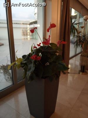 [P12] hol hotel-flori » foto by ile57b
 - 
<span class="allrVoted glyphicon glyphicon-heart hidden" id="av1292917"></span>
<a class="m-l-10 hidden" id="sv1292917" onclick="voting_Foto_DelVot(,1292917,21626)" role="button">șterge vot <span class="glyphicon glyphicon-remove"></span></a>
<a id="v91292917" class=" c-red"  onclick="voting_Foto_SetVot(1292917)" role="button"><span class="glyphicon glyphicon-heart-empty"></span> <b>LIKE</b> = Votează poza</a> <img class="hidden"  id="f1292917W9" src="/imagini/loader.gif" border="0" /><span class="AjErrMes hidden" id="e1292917ErM"></span>