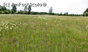 [P22] Una din fânețele cu sânziene și cu multe alte feluri de flori care înconjoară cabana » foto by Lucien
 - 
<span class="allrVoted glyphicon glyphicon-heart hidden" id="av838026"></span>
<a class="m-l-10 hidden" id="sv838026" onclick="voting_Foto_DelVot(,838026,21631)" role="button">șterge vot <span class="glyphicon glyphicon-remove"></span></a>
<a id="v9838026" class=" c-red"  onclick="voting_Foto_SetVot(838026)" role="button"><span class="glyphicon glyphicon-heart-empty"></span> <b>LIKE</b> = Votează poza</a> <img class="hidden"  id="f838026W9" src="/imagini/loader.gif" border="0" /><span class="AjErrMes hidden" id="e838026ErM"></span>