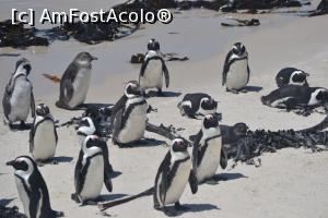 [P01] Pinguini la Boulders Beach » foto by raduc30
 - 
<span class="allrVoted glyphicon glyphicon-heart hidden" id="av1148859"></span>
<a class="m-l-10 hidden" id="sv1148859" onclick="voting_Foto_DelVot(,1148859,21654)" role="button">șterge vot <span class="glyphicon glyphicon-remove"></span></a>
<a id="v91148859" class=" c-red"  onclick="voting_Foto_SetVot(1148859)" role="button"><span class="glyphicon glyphicon-heart-empty"></span> <b>LIKE</b> = Votează poza</a> <img class="hidden"  id="f1148859W9" src="/imagini/loader.gif" border="0" /><span class="AjErrMes hidden" id="e1148859ErM"></span>