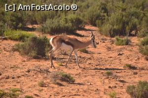 [P16] Safari » foto by raduc30
 - 
<span class="allrVoted glyphicon glyphicon-heart hidden" id="av1148892"></span>
<a class="m-l-10 hidden" id="sv1148892" onclick="voting_Foto_DelVot(,1148892,21654)" role="button">șterge vot <span class="glyphicon glyphicon-remove"></span></a>
<a id="v91148892" class=" c-red"  onclick="voting_Foto_SetVot(1148892)" role="button"><span class="glyphicon glyphicon-heart-empty"></span> <b>LIKE</b> = Votează poza</a> <img class="hidden"  id="f1148892W9" src="/imagini/loader.gif" border="0" /><span class="AjErrMes hidden" id="e1148892ErM"></span>