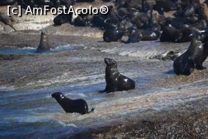 [P17] Seal Island » foto by raduc30
 - 
<span class="allrVoted glyphicon glyphicon-heart hidden" id="av1148894"></span>
<a class="m-l-10 hidden" id="sv1148894" onclick="voting_Foto_DelVot(,1148894,21654)" role="button">șterge vot <span class="glyphicon glyphicon-remove"></span></a>
<a id="v91148894" class=" c-red"  onclick="voting_Foto_SetVot(1148894)" role="button"><span class="glyphicon glyphicon-heart-empty"></span> <b>LIKE</b> = Votează poza</a> <img class="hidden"  id="f1148894W9" src="/imagini/loader.gif" border="0" /><span class="AjErrMes hidden" id="e1148894ErM"></span>