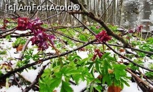 [P13] Alte flori de pe Muntele Grețeș surprinse (și se vede, afectate) de ultima ninsoare pe Muntele Grețeș (început de aprilie)  » foto by Lucien
 - 
<span class="allrVoted glyphicon glyphicon-heart hidden" id="av838564"></span>
<a class="m-l-10 hidden" id="sv838564" onclick="voting_Foto_DelVot(,838564,21655)" role="button">șterge vot <span class="glyphicon glyphicon-remove"></span></a>
<a id="v9838564" class=" c-red"  onclick="voting_Foto_SetVot(838564)" role="button"><span class="glyphicon glyphicon-heart-empty"></span> <b>LIKE</b> = Votează poza</a> <img class="hidden"  id="f838564W9" src="/imagini/loader.gif" border="0" /><span class="AjErrMes hidden" id="e838564ErM"></span>