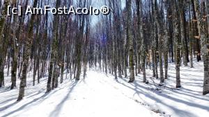 [P02] Pădurea de pe Muntele Grețeș poate fi încă acoperită de zăpadă la sfârșitul lunii martie. Florile trebuiesc căutate pe sub pătura de nea.  » foto by Lucien
 - 
<span class="allrVoted glyphicon glyphicon-heart hidden" id="av838553"></span>
<a class="m-l-10 hidden" id="sv838553" onclick="voting_Foto_DelVot(,838553,21655)" role="button">șterge vot <span class="glyphicon glyphicon-remove"></span></a>
<a id="v9838553" class=" c-red"  onclick="voting_Foto_SetVot(838553)" role="button"><span class="glyphicon glyphicon-heart-empty"></span> <b>LIKE</b> = Votează poza</a> <img class="hidden"  id="f838553W9" src="/imagini/loader.gif" border="0" /><span class="AjErrMes hidden" id="e838553ErM"></span>