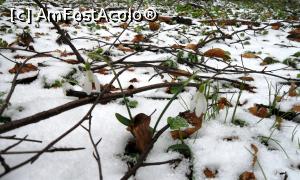 [P09] Vestitorii (întârziați) ai primăverii răsărind prin stratul de zăpadă laînceputul lunii aprilie pe Muntele Grețeș » foto by Lucien
 - 
<span class="allrVoted glyphicon glyphicon-heart hidden" id="av838560"></span>
<a class="m-l-10 hidden" id="sv838560" onclick="voting_Foto_DelVot(,838560,21655)" role="button">șterge vot <span class="glyphicon glyphicon-remove"></span></a>
<a id="v9838560" class=" c-red"  onclick="voting_Foto_SetVot(838560)" role="button"><span class="glyphicon glyphicon-heart-empty"></span> <b>LIKE</b> = Votează poza</a> <img class="hidden"  id="f838560W9" src="/imagini/loader.gif" border="0" /><span class="AjErrMes hidden" id="e838560ErM"></span>