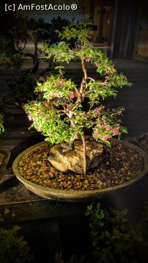 [P11] cativa Bonsai foarte frumosi » foto by ascarlat
 - 
<span class="allrVoted glyphicon glyphicon-heart hidden" id="av838700"></span>
<a class="m-l-10 hidden" id="sv838700" onclick="voting_Foto_DelVot(,838700,21658)" role="button">șterge vot <span class="glyphicon glyphicon-remove"></span></a>
<a id="v9838700" class=" c-red"  onclick="voting_Foto_SetVot(838700)" role="button"><span class="glyphicon glyphicon-heart-empty"></span> <b>LIKE</b> = Votează poza</a> <img class="hidden"  id="f838700W9" src="/imagini/loader.gif" border="0" /><span class="AjErrMes hidden" id="e838700ErM"></span>