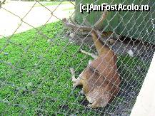 [P10] La vederea cerbului, excursioniştii începuseră să zbiere isteric: 'Uite renul!' » foto by corinka
 - 
<span class="allrVoted glyphicon glyphicon-heart hidden" id="av88488"></span>
<a class="m-l-10 hidden" id="sv88488" onclick="voting_Foto_DelVot(,88488,21664)" role="button">șterge vot <span class="glyphicon glyphicon-remove"></span></a>
<a id="v988488" class=" c-red"  onclick="voting_Foto_SetVot(88488)" role="button"><span class="glyphicon glyphicon-heart-empty"></span> <b>LIKE</b> = Votează poza</a> <img class="hidden"  id="f88488W9" src="/imagini/loader.gif" border="0" /><span class="AjErrMes hidden" id="e88488ErM"></span>