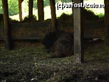 [P12] Primul zimbru pe care l-am văzut în rezervaţie » foto by corinka
 - 
<span class="allrVoted glyphicon glyphicon-heart hidden" id="av88490"></span>
<a class="m-l-10 hidden" id="sv88490" onclick="voting_Foto_DelVot(,88490,21664)" role="button">șterge vot <span class="glyphicon glyphicon-remove"></span></a>
<a id="v988490" class=" c-red"  onclick="voting_Foto_SetVot(88490)" role="button"><span class="glyphicon glyphicon-heart-empty"></span> <b>LIKE</b> = Votează poza</a> <img class="hidden"  id="f88490W9" src="/imagini/loader.gif" border="0" /><span class="AjErrMes hidden" id="e88490ErM"></span>