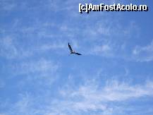 [P17] O pasăre zburând deasupra iazului » foto by corinka
 - 
<span class="allrVoted glyphicon glyphicon-heart hidden" id="av88495"></span>
<a class="m-l-10 hidden" id="sv88495" onclick="voting_Foto_DelVot(,88495,21664)" role="button">șterge vot <span class="glyphicon glyphicon-remove"></span></a>
<a id="v988495" class=" c-red"  onclick="voting_Foto_SetVot(88495)" role="button"><span class="glyphicon glyphicon-heart-empty"></span> <b>LIKE</b> = Votează poza</a> <img class="hidden"  id="f88495W9" src="/imagini/loader.gif" border="0" /><span class="AjErrMes hidden" id="e88495ErM"></span>