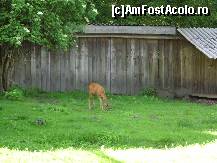 [P03] O căprioară timidă... » foto by corinka
 - 
<span class="allrVoted glyphicon glyphicon-heart hidden" id="av88480"></span>
<a class="m-l-10 hidden" id="sv88480" onclick="voting_Foto_DelVot(,88480,21664)" role="button">șterge vot <span class="glyphicon glyphicon-remove"></span></a>
<a id="v988480" class=" c-red"  onclick="voting_Foto_SetVot(88480)" role="button"><span class="glyphicon glyphicon-heart-empty"></span> <b>LIKE</b> = Votează poza</a> <img class="hidden"  id="f88480W9" src="/imagini/loader.gif" border="0" /><span class="AjErrMes hidden" id="e88480ErM"></span>