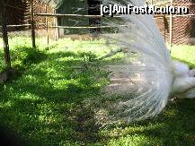 [P07] Păunul umflat în pene » foto by corinka
 - 
<span class="allrVoted glyphicon glyphicon-heart hidden" id="av88485"></span>
<a class="m-l-10 hidden" id="sv88485" onclick="voting_Foto_DelVot(,88485,21664)" role="button">șterge vot <span class="glyphicon glyphicon-remove"></span></a>
<a id="v988485" class=" c-red"  onclick="voting_Foto_SetVot(88485)" role="button"><span class="glyphicon glyphicon-heart-empty"></span> <b>LIKE</b> = Votează poza</a> <img class="hidden"  id="f88485W9" src="/imagini/loader.gif" border="0" /><span class="AjErrMes hidden" id="e88485ErM"></span>