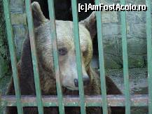 [P08] Ursul care mi-a plăcut mie » foto by corinka
 - 
<span class="allrVoted glyphicon glyphicon-heart hidden" id="av88486"></span>
<a class="m-l-10 hidden" id="sv88486" onclick="voting_Foto_DelVot(,88486,21664)" role="button">șterge vot <span class="glyphicon glyphicon-remove"></span></a>
<a id="v988486" class=" c-red"  onclick="voting_Foto_SetVot(88486)" role="button"><span class="glyphicon glyphicon-heart-empty"></span> <b>LIKE</b> = Votează poza</a> <img class="hidden"  id="f88486W9" src="/imagini/loader.gif" border="0" /><span class="AjErrMes hidden" id="e88486ErM"></span>