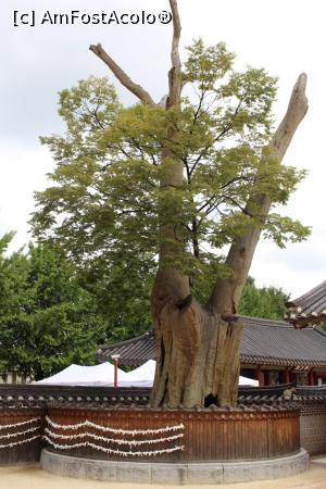 [P07] Suwon, Palatul Hwaseong Haeng, Copacul Zelkova protector multi centenar al orașului și palatului » foto by mprofeanu
 - 
<span class="allrVoted glyphicon glyphicon-heart hidden" id="av840184"></span>
<a class="m-l-10 hidden" id="sv840184" onclick="voting_Foto_DelVot(,840184,21685)" role="button">șterge vot <span class="glyphicon glyphicon-remove"></span></a>
<a id="v9840184" class=" c-red"  onclick="voting_Foto_SetVot(840184)" role="button"><span class="glyphicon glyphicon-heart-empty"></span> <b>LIKE</b> = Votează poza</a> <img class="hidden"  id="f840184W9" src="/imagini/loader.gif" border="0" /><span class="AjErrMes hidden" id="e840184ErM"></span>