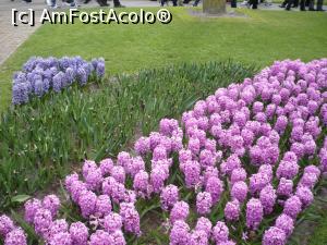 [P01] zambile la Keukenhof » foto by dganea
 - 
<span class="allrVoted glyphicon glyphicon-heart hidden" id="av823478"></span>
<a class="m-l-10 hidden" id="sv823478" onclick="voting_Foto_DelVot(,823478,21692)" role="button">șterge vot <span class="glyphicon glyphicon-remove"></span></a>
<a id="v9823478" class=" c-red"  onclick="voting_Foto_SetVot(823478)" role="button"><span class="glyphicon glyphicon-heart-empty"></span> <b>LIKE</b> = Votează poza</a> <img class="hidden"  id="f823478W9" src="/imagini/loader.gif" border="0" /><span class="AjErrMes hidden" id="e823478ErM"></span>