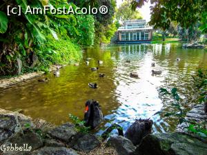 [P02] In micul parculet din Estufa Fria, niste lebede negre cereau de mancare » foto by GabrielaG
 - 
<span class="allrVoted glyphicon glyphicon-heart hidden" id="av841644"></span>
<a class="m-l-10 hidden" id="sv841644" onclick="voting_Foto_DelVot(,841644,21709)" role="button">șterge vot <span class="glyphicon glyphicon-remove"></span></a>
<a id="v9841644" class=" c-red"  onclick="voting_Foto_SetVot(841644)" role="button"><span class="glyphicon glyphicon-heart-empty"></span> <b>LIKE</b> = Votează poza</a> <img class="hidden"  id="f841644W9" src="/imagini/loader.gif" border="0" /><span class="AjErrMes hidden" id="e841644ErM"></span>