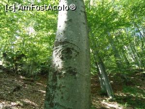 [P12] aici, copacii au ochi » foto by buterfly*
 - 
<span class="allrVoted glyphicon glyphicon-heart hidden" id="av843330"></span>
<a class="m-l-10 hidden" id="sv843330" onclick="voting_Foto_DelVot(,843330,21723)" role="button">șterge vot <span class="glyphicon glyphicon-remove"></span></a>
<a id="v9843330" class=" c-red"  onclick="voting_Foto_SetVot(843330)" role="button"><span class="glyphicon glyphicon-heart-empty"></span> <b>LIKE</b> = Votează poza</a> <img class="hidden"  id="f843330W9" src="/imagini/loader.gif" border="0" /><span class="AjErrMes hidden" id="e843330ErM"></span>