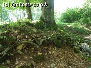 [P14] copacii ascund intre radacini ruinele cetatii » foto by buterfly*
 - 
<span class="allrVoted glyphicon glyphicon-heart hidden" id="av843332"></span>
<a class="m-l-10 hidden" id="sv843332" onclick="voting_Foto_DelVot(,843332,21723)" role="button">șterge vot <span class="glyphicon glyphicon-remove"></span></a>
<a id="v9843332" class=" c-red"  onclick="voting_Foto_SetVot(843332)" role="button"><span class="glyphicon glyphicon-heart-empty"></span> <b>LIKE</b> = Votează poza</a> <img class="hidden"  id="f843332W9" src="/imagini/loader.gif" border="0" /><span class="AjErrMes hidden" id="e843332ErM"></span>