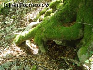 [P18] un copac dansator » foto by buterfly*
 - 
<span class="allrVoted glyphicon glyphicon-heart hidden" id="av843336"></span>
<a class="m-l-10 hidden" id="sv843336" onclick="voting_Foto_DelVot(,843336,21723)" role="button">șterge vot <span class="glyphicon glyphicon-remove"></span></a>
<a id="v9843336" class=" c-red"  onclick="voting_Foto_SetVot(843336)" role="button"><span class="glyphicon glyphicon-heart-empty"></span> <b>LIKE</b> = Votează poza</a> <img class="hidden"  id="f843336W9" src="/imagini/loader.gif" border="0" /><span class="AjErrMes hidden" id="e843336ErM"></span>