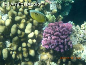[P15] Rixos Premium Seagate - la snorkeling » foto by nicole33
 - 
<span class="allrVoted glyphicon glyphicon-heart hidden" id="av1444688"></span>
<a class="m-l-10 hidden" id="sv1444688" onclick="voting_Foto_DelVot(,1444688,21766)" role="button">șterge vot <span class="glyphicon glyphicon-remove"></span></a>
<a id="v91444688" class=" c-red"  onclick="voting_Foto_SetVot(1444688)" role="button"><span class="glyphicon glyphicon-heart-empty"></span> <b>LIKE</b> = Votează poza</a> <img class="hidden"  id="f1444688W9" src="/imagini/loader.gif" border="0" /><span class="AjErrMes hidden" id="e1444688ErM"></span>