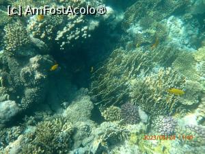 [P95] Rixos Premium Seagate - la snorkeling » foto by nicole33
 - 
<span class="allrVoted glyphicon glyphicon-heart hidden" id="av1444768"></span>
<a class="m-l-10 hidden" id="sv1444768" onclick="voting_Foto_DelVot(,1444768,21766)" role="button">șterge vot <span class="glyphicon glyphicon-remove"></span></a>
<a id="v91444768" class=" c-red"  onclick="voting_Foto_SetVot(1444768)" role="button"><span class="glyphicon glyphicon-heart-empty"></span> <b>LIKE</b> = Votează poza</a> <img class="hidden"  id="f1444768W9" src="/imagini/loader.gif" border="0" /><span class="AjErrMes hidden" id="e1444768ErM"></span>