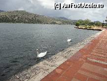 [P02] Argostoli-faleza si lebedele. » foto by maryka
 - 
<span class="allrVoted glyphicon glyphicon-heart hidden" id="av323976"></span>
<a class="m-l-10 hidden" id="sv323976" onclick="voting_Foto_DelVot(,323976,21772)" role="button">șterge vot <span class="glyphicon glyphicon-remove"></span></a>
<a id="v9323976" class=" c-red"  onclick="voting_Foto_SetVot(323976)" role="button"><span class="glyphicon glyphicon-heart-empty"></span> <b>LIKE</b> = Votează poza</a> <img class="hidden"  id="f323976W9" src="/imagini/loader.gif" border="0" /><span class="AjErrMes hidden" id="e323976ErM"></span>