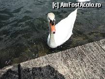[P03] ...ba eu sunt mai frumoasa... » foto by maryka
 - 
<span class="allrVoted glyphicon glyphicon-heart hidden" id="av323977"></span>
<a class="m-l-10 hidden" id="sv323977" onclick="voting_Foto_DelVot(,323977,21772)" role="button">șterge vot <span class="glyphicon glyphicon-remove"></span></a>
<a id="v9323977" class=" c-red"  onclick="voting_Foto_SetVot(323977)" role="button"><span class="glyphicon glyphicon-heart-empty"></span> <b>LIKE</b> = Votează poza</a> <img class="hidden"  id="f323977W9" src="/imagini/loader.gif" border="0" /><span class="AjErrMes hidden" id="e323977ErM"></span>