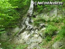 [P09] Pe drumul către Mănăstirea Cetățuia Negru-Vodă : deși solul este îndeobște stâncos, vegetația nu ezită să-și facă loc printre crăpături » foto by mariana.olaru
 - 
<span class="allrVoted glyphicon glyphicon-heart hidden" id="av278692"></span>
<a class="m-l-10 hidden" id="sv278692" onclick="voting_Foto_DelVot(,278692,21781)" role="button">șterge vot <span class="glyphicon glyphicon-remove"></span></a>
<a id="v9278692" class=" c-red"  onclick="voting_Foto_SetVot(278692)" role="button"><span class="glyphicon glyphicon-heart-empty"></span> <b>LIKE</b> = Votează poza</a> <img class="hidden"  id="f278692W9" src="/imagini/loader.gif" border="0" /><span class="AjErrMes hidden" id="e278692ErM"></span>