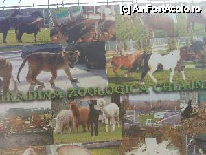 [P02] Zoo Chiajna » foto by gentleman30
 - 
<span class="allrVoted glyphicon glyphicon-heart hidden" id="av450128"></span>
<a class="m-l-10 hidden" id="sv450128" onclick="voting_Foto_DelVot(,450128,21785)" role="button">șterge vot <span class="glyphicon glyphicon-remove"></span></a>
<a id="v9450128" class=" c-red"  onclick="voting_Foto_SetVot(450128)" role="button"><span class="glyphicon glyphicon-heart-empty"></span> <b>LIKE</b> = Votează poza</a> <img class="hidden"  id="f450128W9" src="/imagini/loader.gif" border="0" /><span class="AjErrMes hidden" id="e450128ErM"></span>
