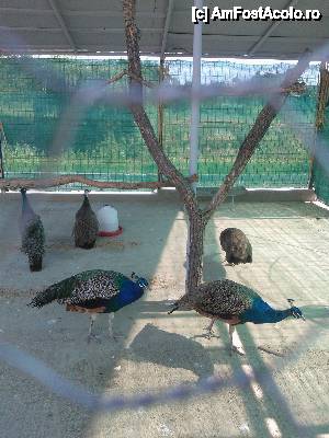[P03] Zoo Chiajna » foto by gentleman30
 - 
<span class="allrVoted glyphicon glyphicon-heart hidden" id="av450129"></span>
<a class="m-l-10 hidden" id="sv450129" onclick="voting_Foto_DelVot(,450129,21785)" role="button">șterge vot <span class="glyphicon glyphicon-remove"></span></a>
<a id="v9450129" class=" c-red"  onclick="voting_Foto_SetVot(450129)" role="button"><span class="glyphicon glyphicon-heart-empty"></span> <b>LIKE</b> = Votează poza</a> <img class="hidden"  id="f450129W9" src="/imagini/loader.gif" border="0" /><span class="AjErrMes hidden" id="e450129ErM"></span>