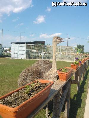 [P04] Zoo Chiajna » foto by gentleman30
 - 
<span class="allrVoted glyphicon glyphicon-heart hidden" id="av450130"></span>
<a class="m-l-10 hidden" id="sv450130" onclick="voting_Foto_DelVot(,450130,21785)" role="button">șterge vot <span class="glyphicon glyphicon-remove"></span></a>
<a id="v9450130" class=" c-red"  onclick="voting_Foto_SetVot(450130)" role="button"><span class="glyphicon glyphicon-heart-empty"></span> <b>LIKE</b> = Votează poza</a> <img class="hidden"  id="f450130W9" src="/imagini/loader.gif" border="0" /><span class="AjErrMes hidden" id="e450130ErM"></span>