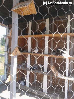 [P06] Zoo Chiajna » foto by gentleman30
 - 
<span class="allrVoted glyphicon glyphicon-heart hidden" id="av450132"></span>
<a class="m-l-10 hidden" id="sv450132" onclick="voting_Foto_DelVot(,450132,21785)" role="button">șterge vot <span class="glyphicon glyphicon-remove"></span></a>
<a id="v9450132" class=" c-red"  onclick="voting_Foto_SetVot(450132)" role="button"><span class="glyphicon glyphicon-heart-empty"></span> <b>LIKE</b> = Votează poza</a> <img class="hidden"  id="f450132W9" src="/imagini/loader.gif" border="0" /><span class="AjErrMes hidden" id="e450132ErM"></span>