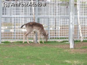 [P11] În vizită la Grădina Zoo - Chiajna.  » foto by tata123 🔱
 - 
<span class="allrVoted glyphicon glyphicon-heart hidden" id="av846364"></span>
<a class="m-l-10 hidden" id="sv846364" onclick="voting_Foto_DelVot(,846364,21785)" role="button">șterge vot <span class="glyphicon glyphicon-remove"></span></a>
<a id="v9846364" class=" c-red"  onclick="voting_Foto_SetVot(846364)" role="button"><span class="glyphicon glyphicon-heart-empty"></span> <b>LIKE</b> = Votează poza</a> <img class="hidden"  id="f846364W9" src="/imagini/loader.gif" border="0" /><span class="AjErrMes hidden" id="e846364ErM"></span>